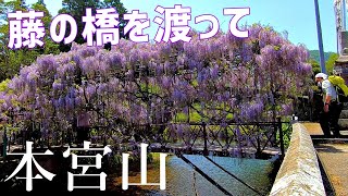 【本宮山】西寒田神社の藤を見て【2023年4月17日】