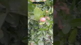 Karunda fruit tree / کروندا کا پھل دار پودا