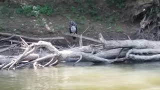 eagle on the walhonding river