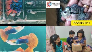 ഗപ്പികൾ courier വഴി വീട്ടിൽ എത്തും | Purchase of Guppies from Fish Room Alleppey | Guppy Farm