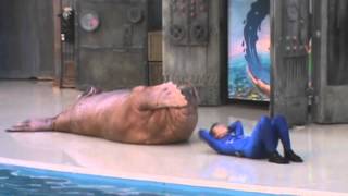 Walrus Doing Situps