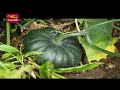 govibimata arunalla 2022 05 03 rupavahini agriculture