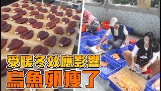 暖冬衝擊 烏魚子減產3成 | 台灣蘋果日報