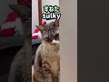 イタズラを怒ったら拗ねる猫