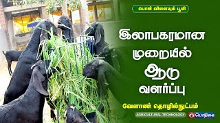 இலாபகரமான முறையில் ஆடு வளர்ப்பு   | Agricultural Technology