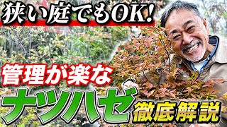 【初心者向け】植木で迷うならナツハゼ一択！季節毎に長く楽しめます！【植木】【お庭】【低木】