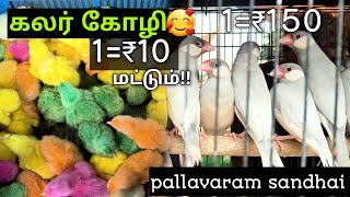 😘pallavaram santhai friday colour kozhi 🐥10 ruppee 12/24  market situation  [dinkuldineshkumar]#pets