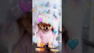 Cute Little pappy video from tiktok #pappy #littledogs #dog #beautifuldog #doglover #shorts