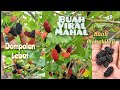 🤗panen buah viral☝️tabulampot Murbei super jumbo👌buah mahal kaya manfaat👍panen tiap hari#tabulampot