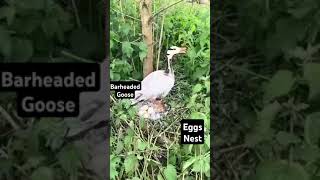 Barheaded goose on eggs #nest #egg #puppy #pets