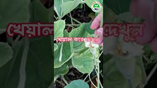 লাউ গাছের হাত পরাগায়ন | Bottle gourd hand pollination  #farming #agriculture#shorts #লাউ