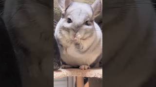 てやんでぃ！ #チンチラ #chinchilla