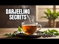 How to Brew the Perfect Cup of Darjeeling Tea | Tea & Coffee Explorers