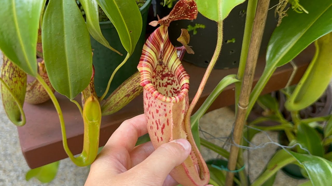 Plant Updates New Growth Youtube