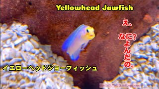 イエローヘッドジョーフィッシュYellowhead jawfish