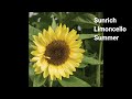 takii sunrich sunflowers ideal for your cut flower garden