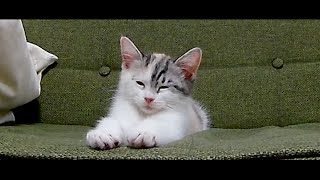 【耐える子猫に世界が感動】三毛猫マンチカン主演の最新映画「Fight Sleepiness（眠気との闘い）」【感動猫動画（全部茶番のおもしろ猫動画）】