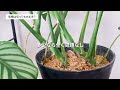 basics of how to grow the popular monstera and q u0026a placement watering how to grow by season