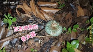 天天下雨，玉米地里都长青头菌啦，绿绿的斑纹真喜人