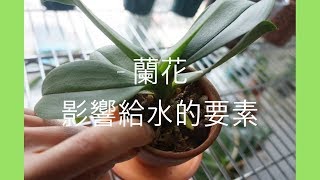 蘭花 – 你不知道的5大影響澆水因素 | 蘭花種植