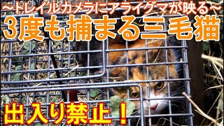 3度も捕獲された三毛猫～トレイルカメラに映る害獣アライグマではなくネコを箱罠で錯誤捕獲～