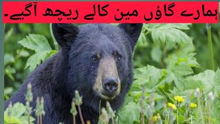 black bear dangerous .Rich ki larai.rich tamasha.