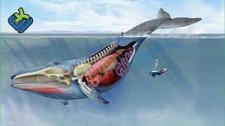 10 Paus Terbesar Di Dunia Yang Belum Punah