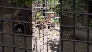 夏山🏔️⑲ジャガー・ルナちゃん・沖縄こどもの国・・・Jaguar ・Okinawa Zoo \u0026 Museum(20240823)