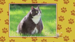Pets And Obesity