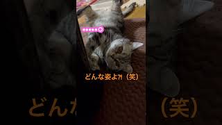 その姿は（笑）＃猫 #cat #アメショ ＃かわいい＃もふもふ #親子 #癒し＃ヘソ天 #ブリーダー #里猫 ＃Shorts動画も見てほしいにゃ😸