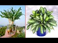 How to grow aquatic plant 