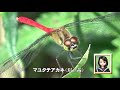 30秒の心象風景20108・赤トンボです～マユタテアカネ～