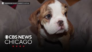 Robbers fake seizure, steal two puppies