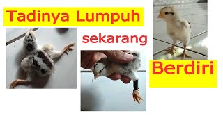 Anak Ayam Lumpuh jadi Sembuh dengan Cara Seperti Ini