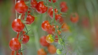 The Leamington Greenhouse Tomato | WE ARE THE BEST