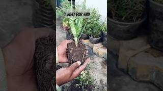 How To Make Aloe Vera🌱 Grow Big | Aloe Vera ko bada karne ka tarika #shorts #aloevera