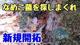 新規開拓した山のナメコが凄かった！