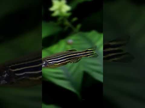 Are zebra Danios omnivores?