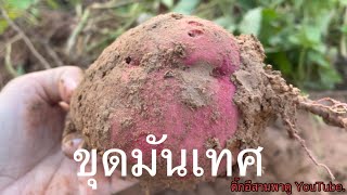 ขุดมันเทศ หัวใหญ่ๆ @บ้านสวนโคกหนองนา 7/10/65