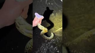 I yoinked a python! #snake#youtube#viral#wildlife#animals#alligator#everglades#crocodile#crazy