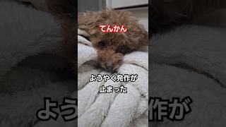 てんかん発作中に、寄り添う【超大型犬】セントバーナードの優しい姿#いぬ #shorts