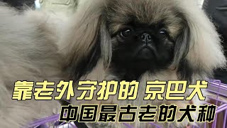 中国最古老的本土犬种，京巴犬，现在居然要靠老外来守护。