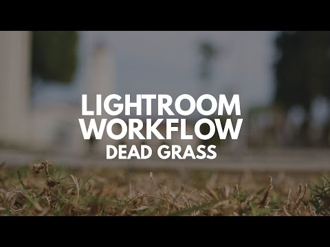 Lightroom Photo Editing Workflow: Dead Grass Lightroom Photo Editing Workflow: Dead Grass