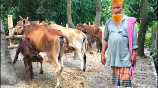 পানির দামে ৫টি মোটাতাজা গাভী সহ বাছুর এর প্যকেজ দিলেন ইউনুস চাচা।। দাম সহ বিস্তারিত দেখে নিন।।