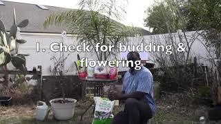 Blueberry Bush Spring Fertilization