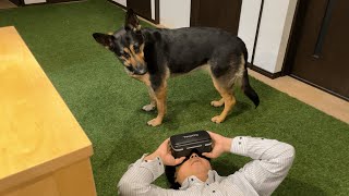 My German Shepherd Dog Got Angry At Her Dad Watching The Dog Trainer's YouTube Video!