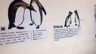 Xpark水族館-企鵝奇遇-國王企鵝、麥哲倫企鵝