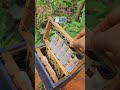 റാണിയെ വിരിയിക്കാനുള്ള queen cage queen catcher beekeeping farming satisfying 4k shorts