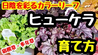 ■日陰をいろどる『ヒューケレラの育て方』一回買ってずっと楽しむ🌱宿根草・多年草！