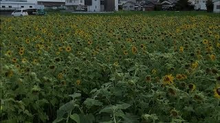 メダカはこんな浅い所にも生息していた。ひまわり畑前の用水路